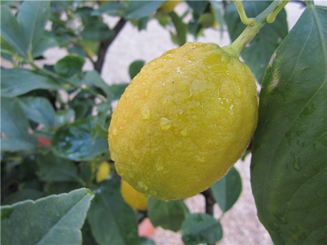 Moji limuni